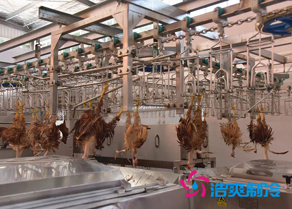 肉雞屠宰之後需要直接入速凍庫嗎？-日皮APP免费下载製冷